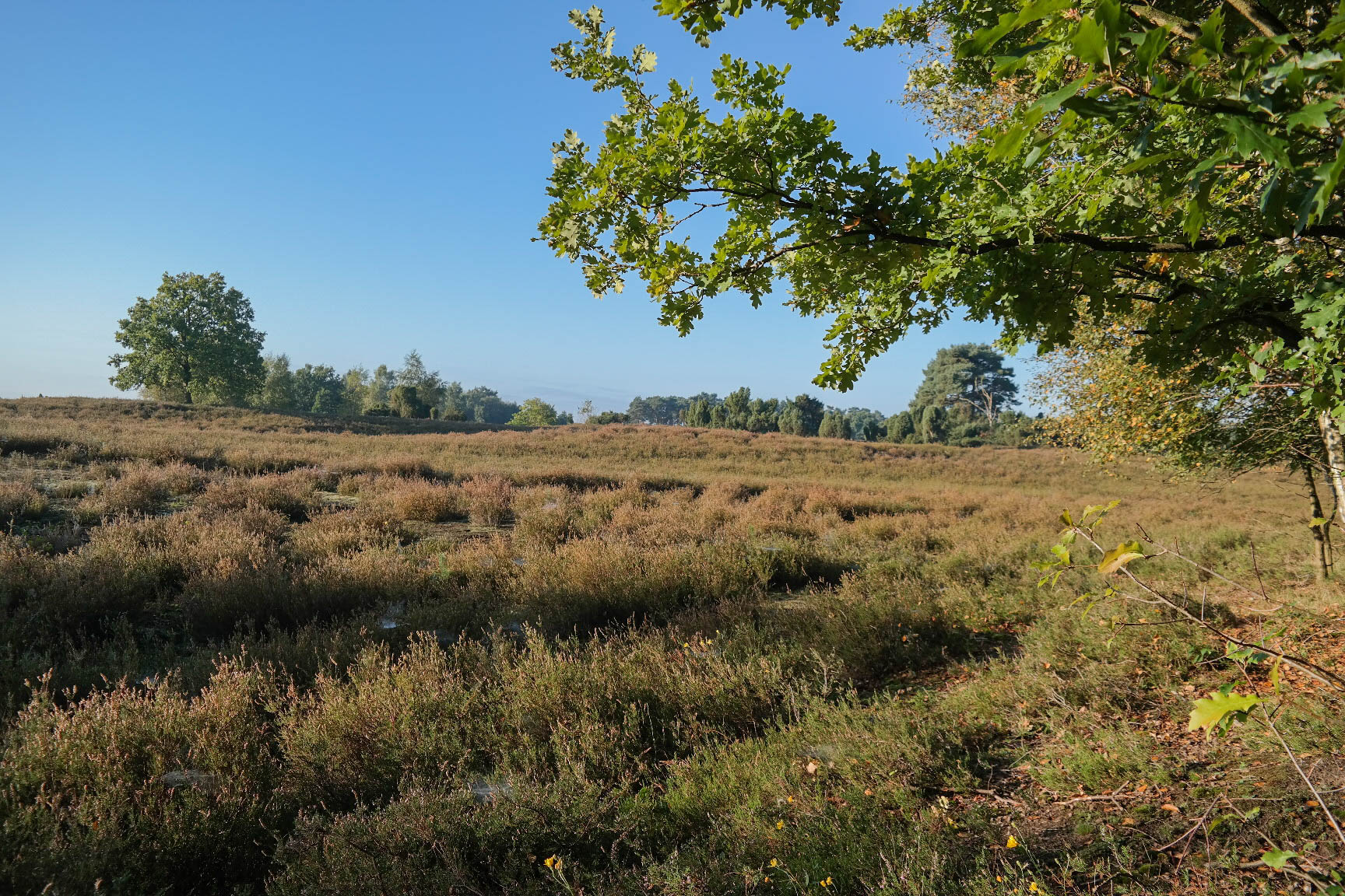 Westruper Heide