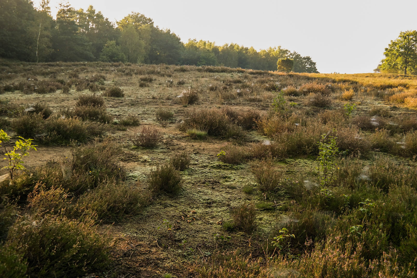 Westruper Heide