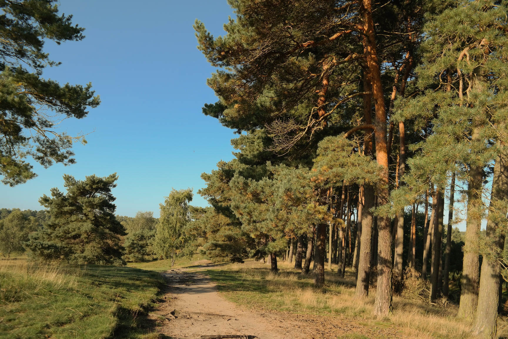 Kiefern Westruper Heide