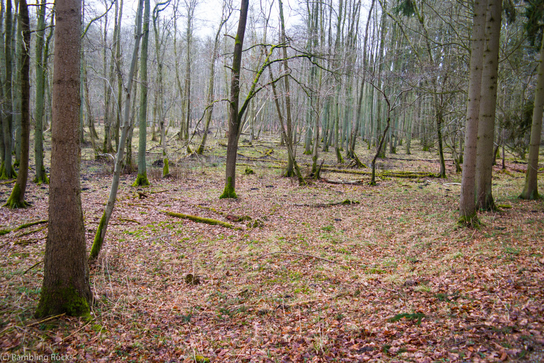 Ivenacker Wald