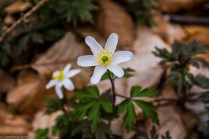 Erstfrühling Buschwindröschen