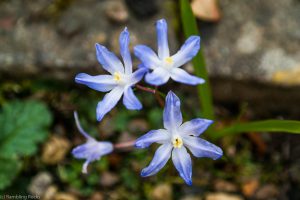 Erstfrühling Blaustern