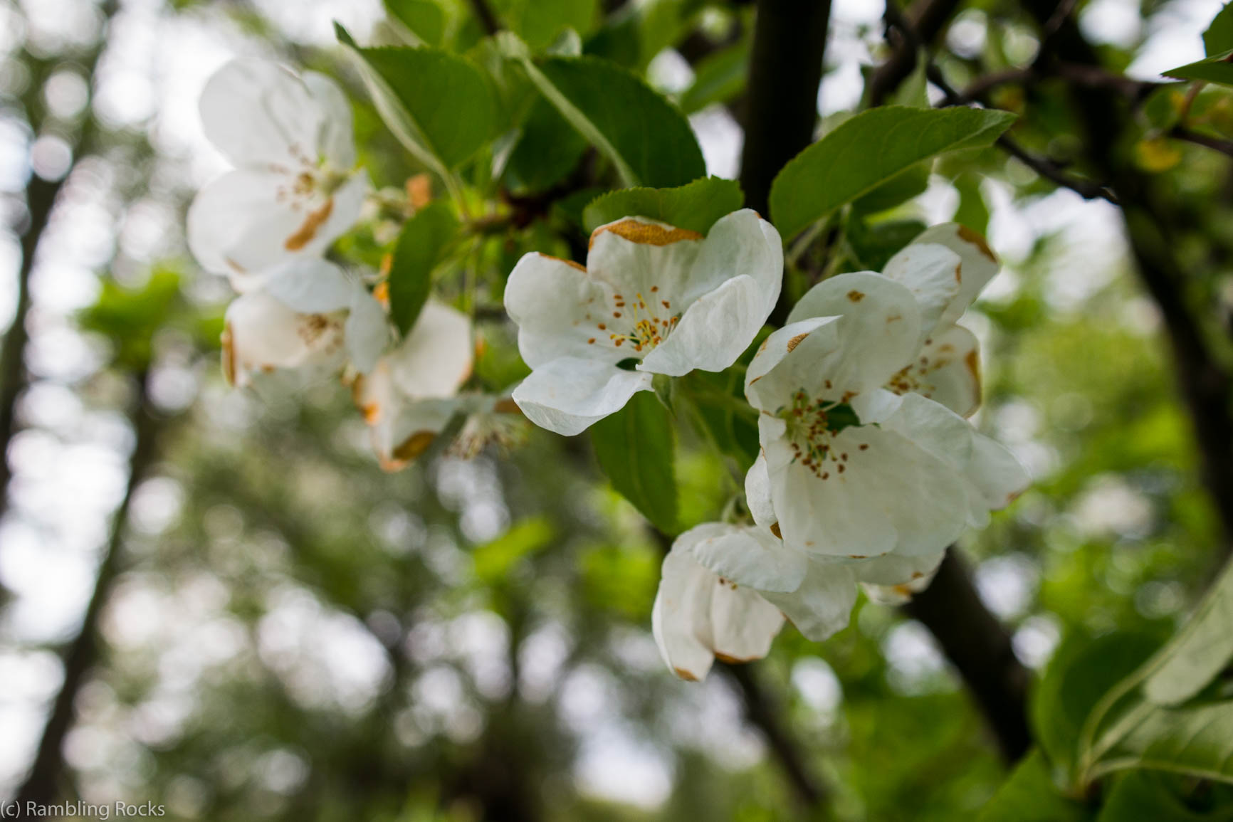 Apfelblüte Vollfrühling