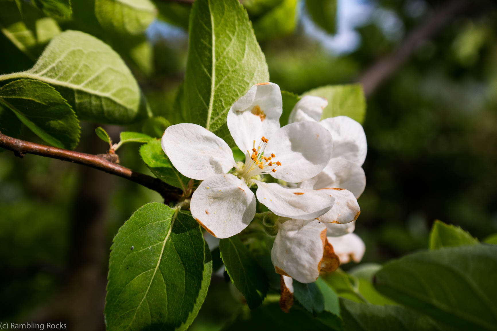 Apfelblüte Phänologie