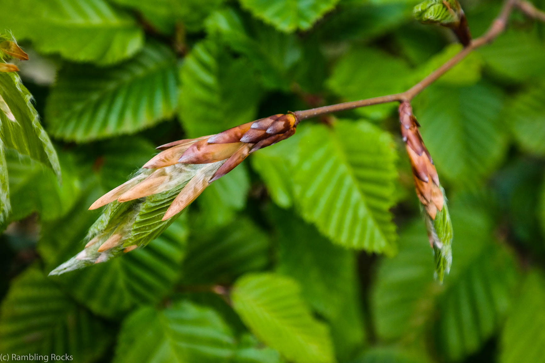 Hainbuche Vollfrühling