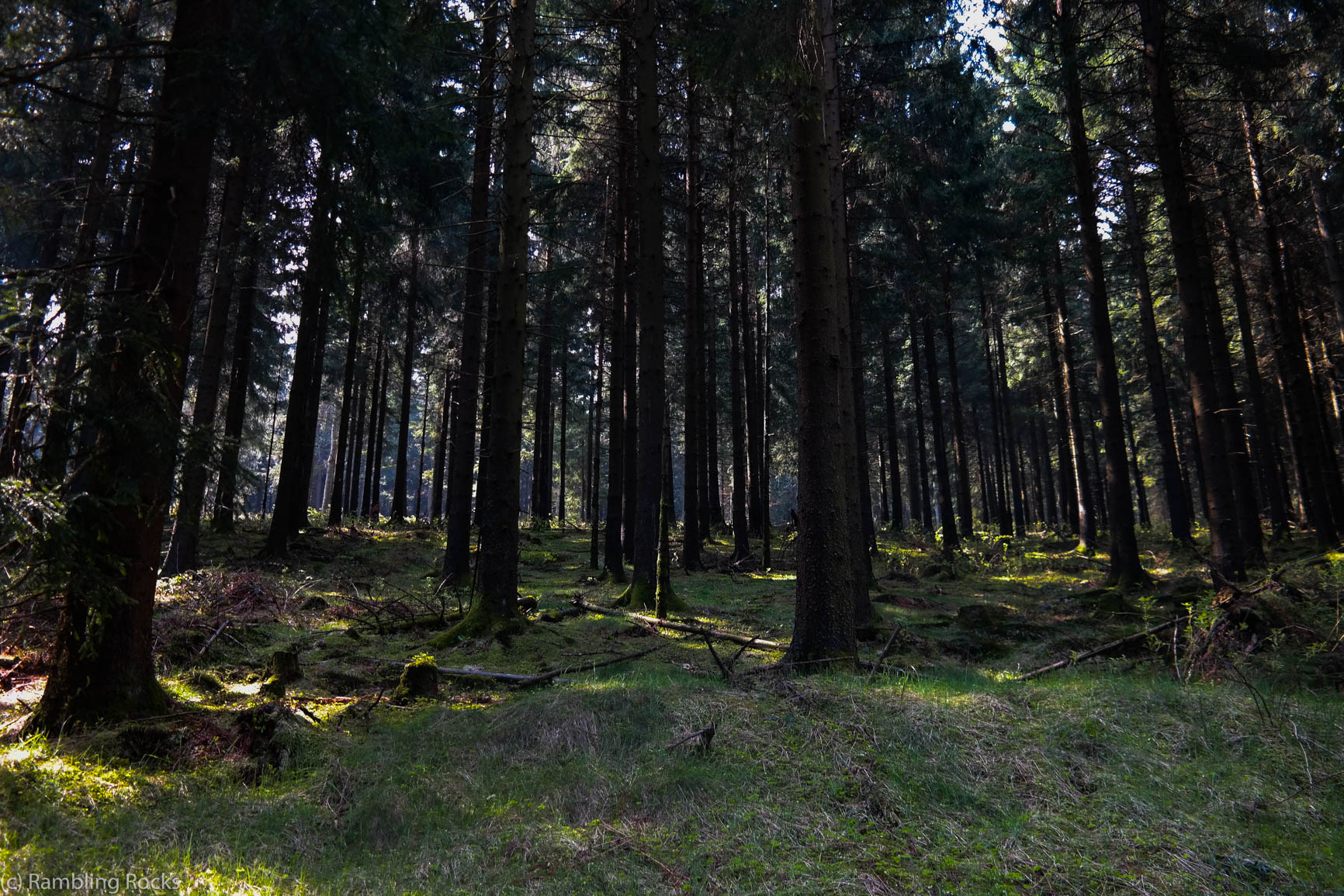 Sonnenlicht im Harz Wald