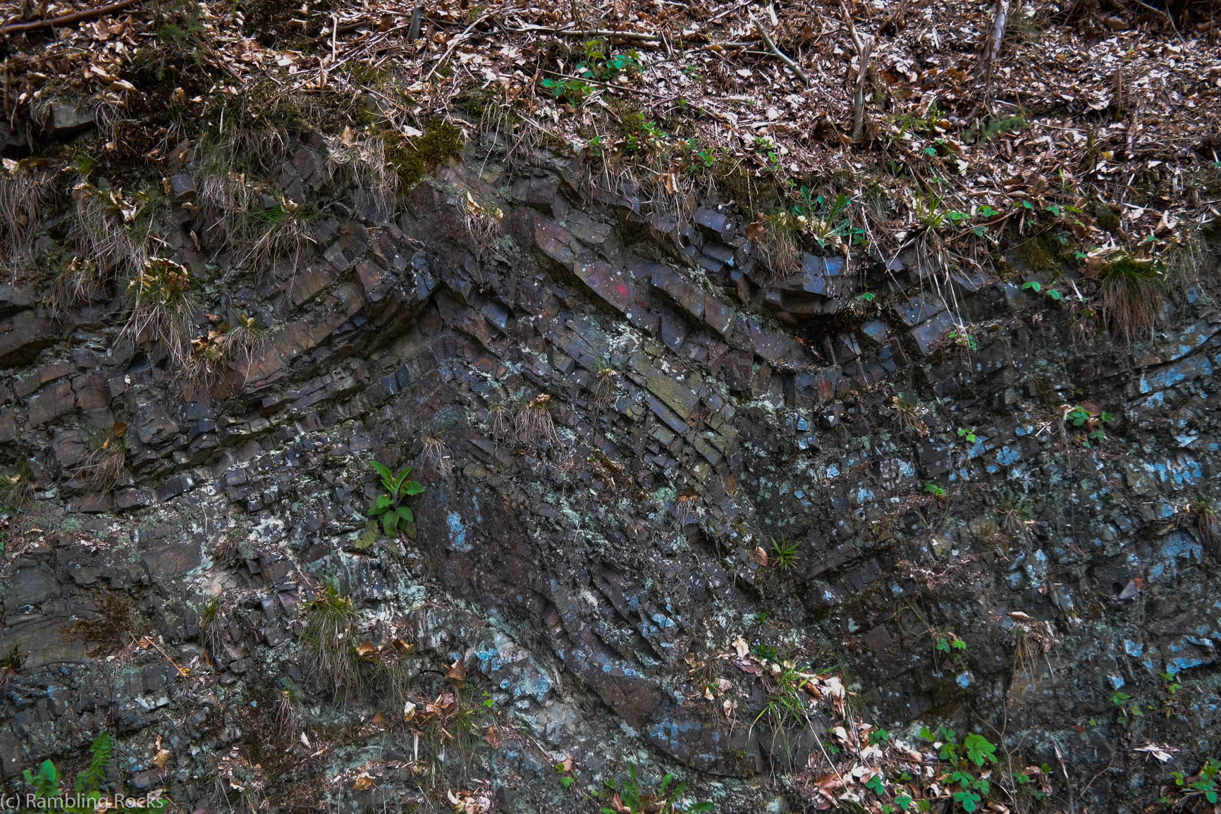 Falten Geologie Harz