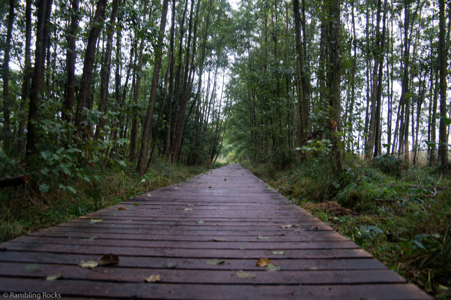 Küstenwälder von Mecklenburg-Vorpommern: der Darßer Urwald - Rambling Rocks