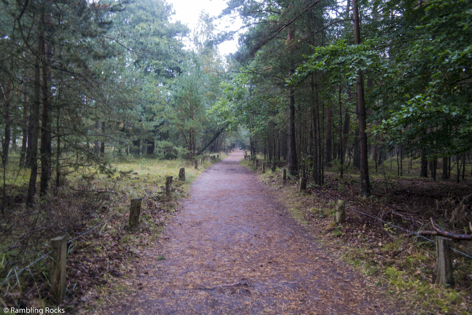 Küstenwälder von Mecklenburg-Vorpommern: der Darßer Urwald - Rambling Rocks