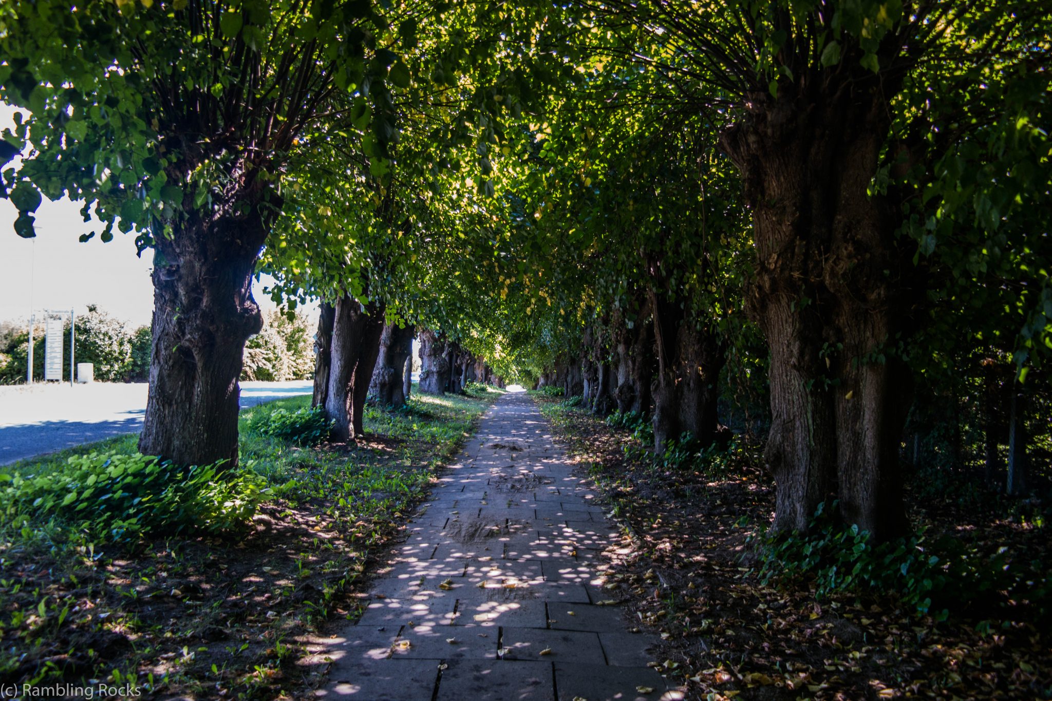 Allee bei Zierow