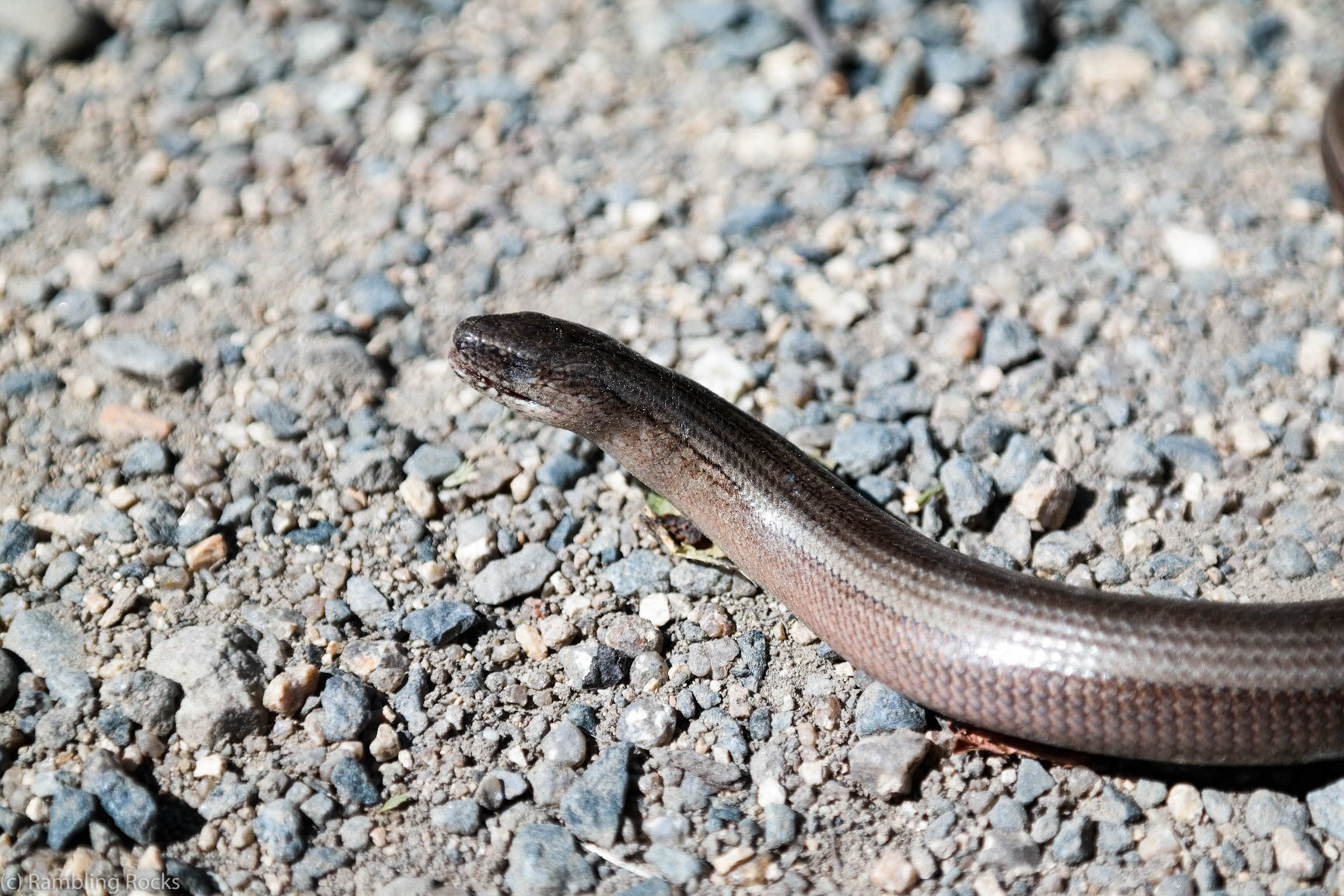 Blindschleiche Augen