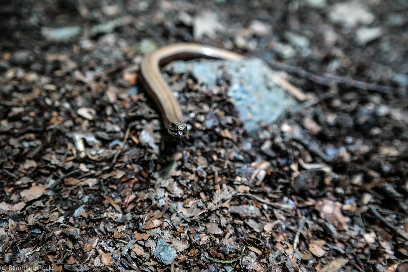 Blindschleiche züngeln