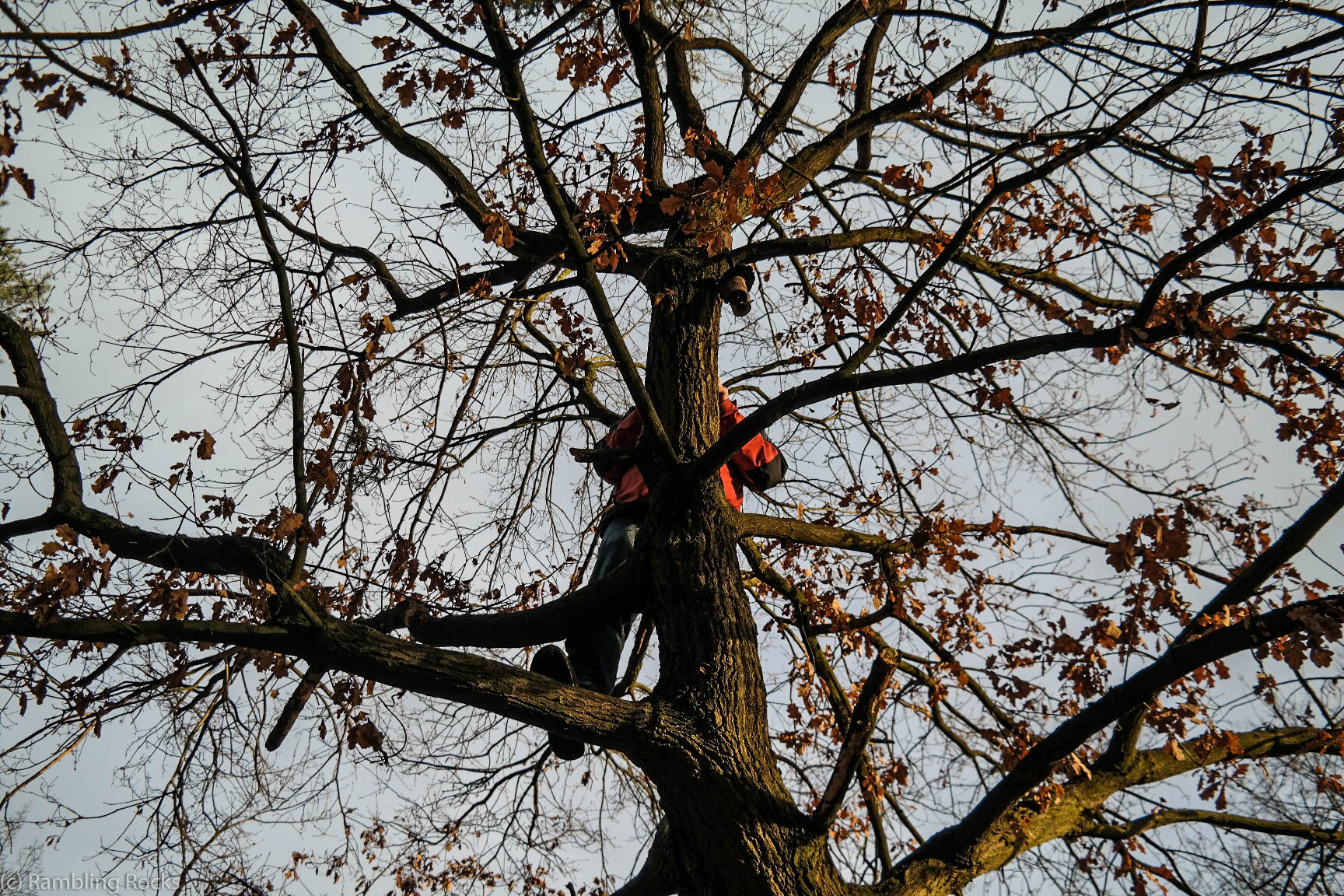 Geocaching am Baum