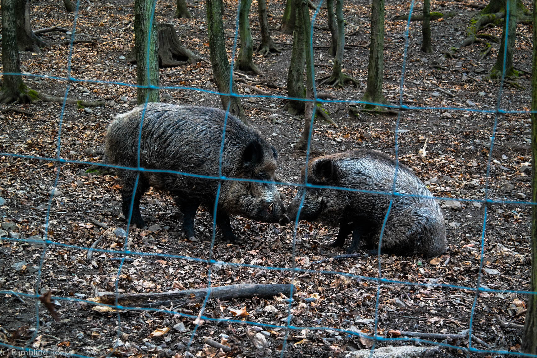 Wildschwein im Tierpark