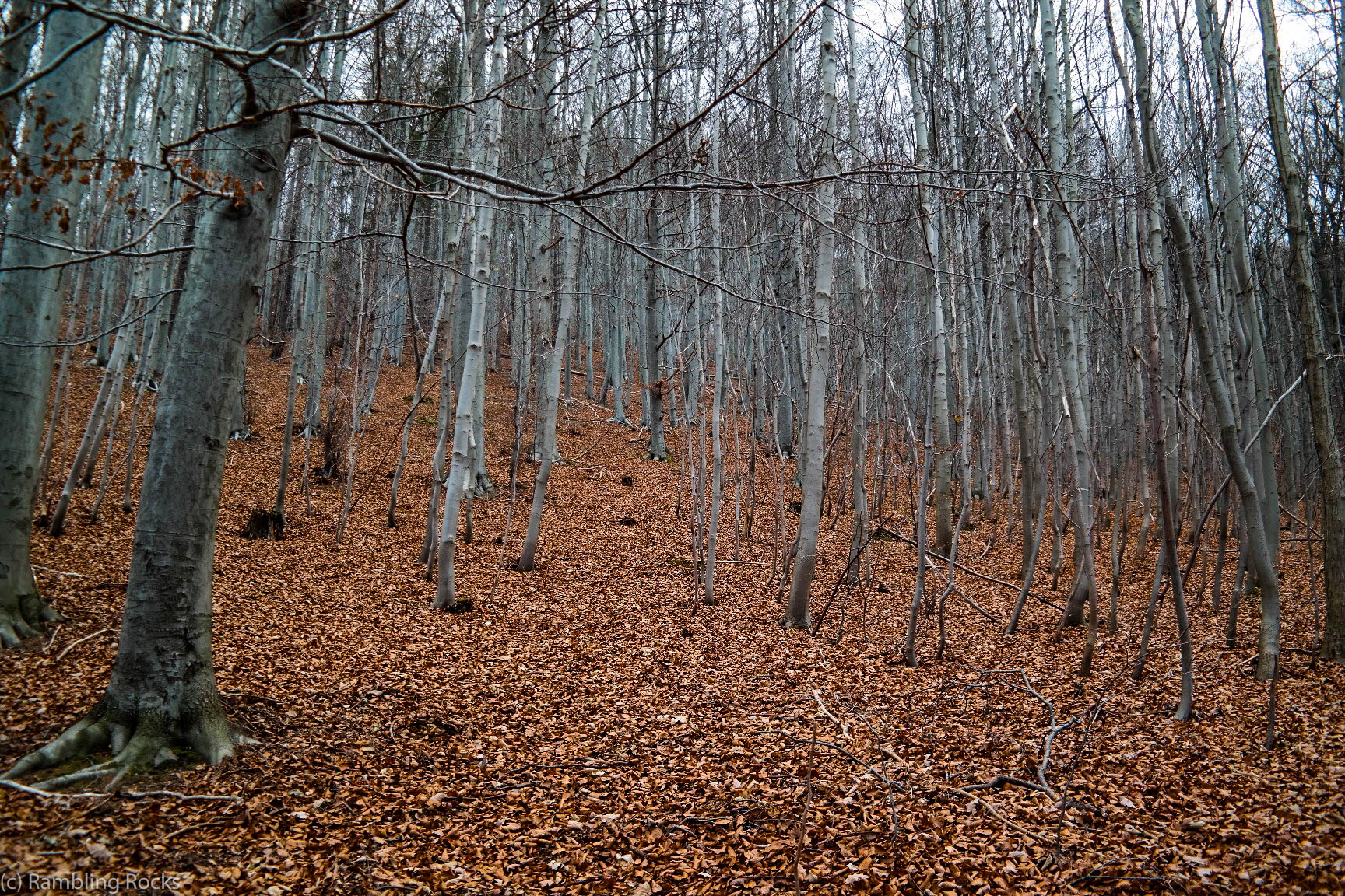 Rotbuche Herbst