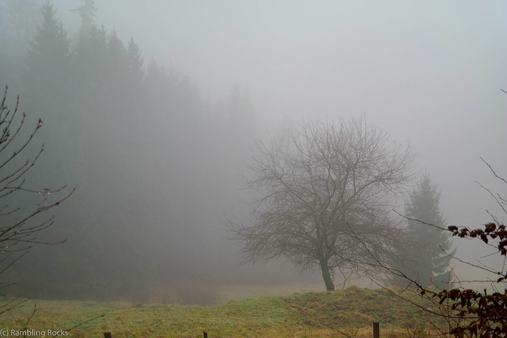 Nebelwiesen