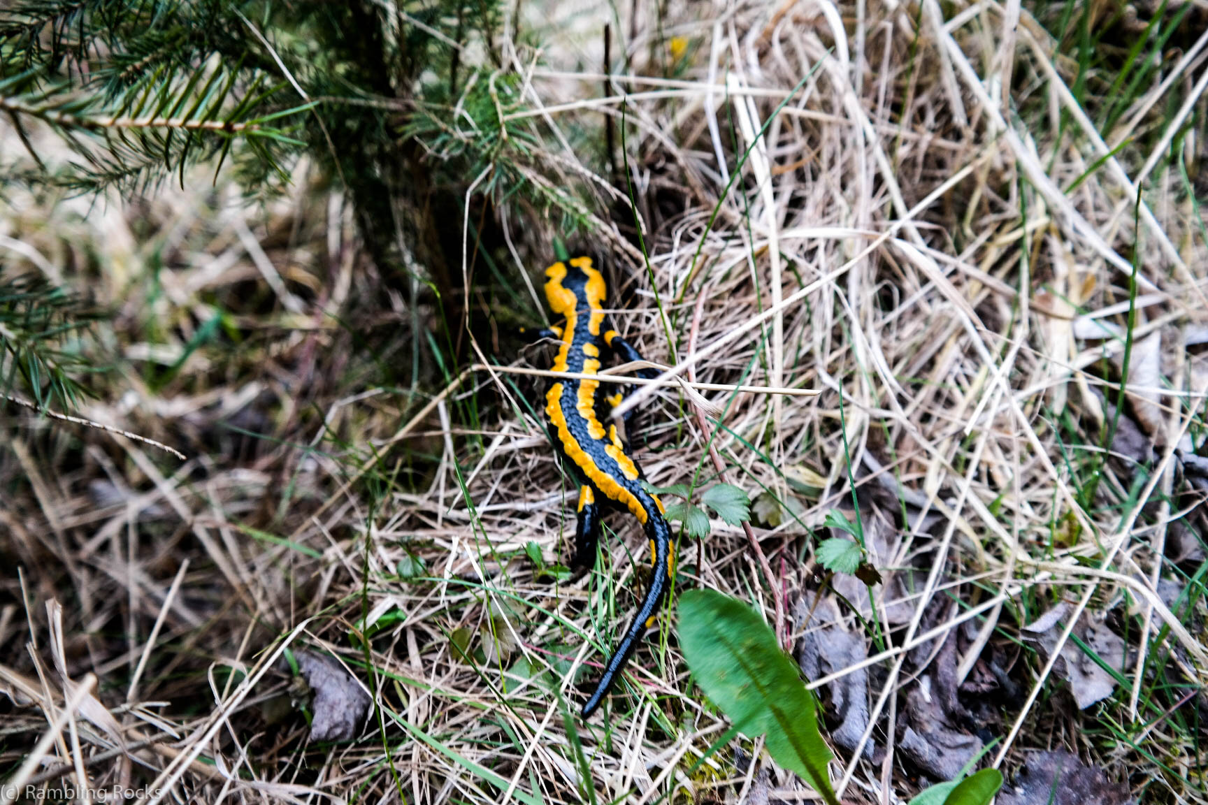 Feuersalamander