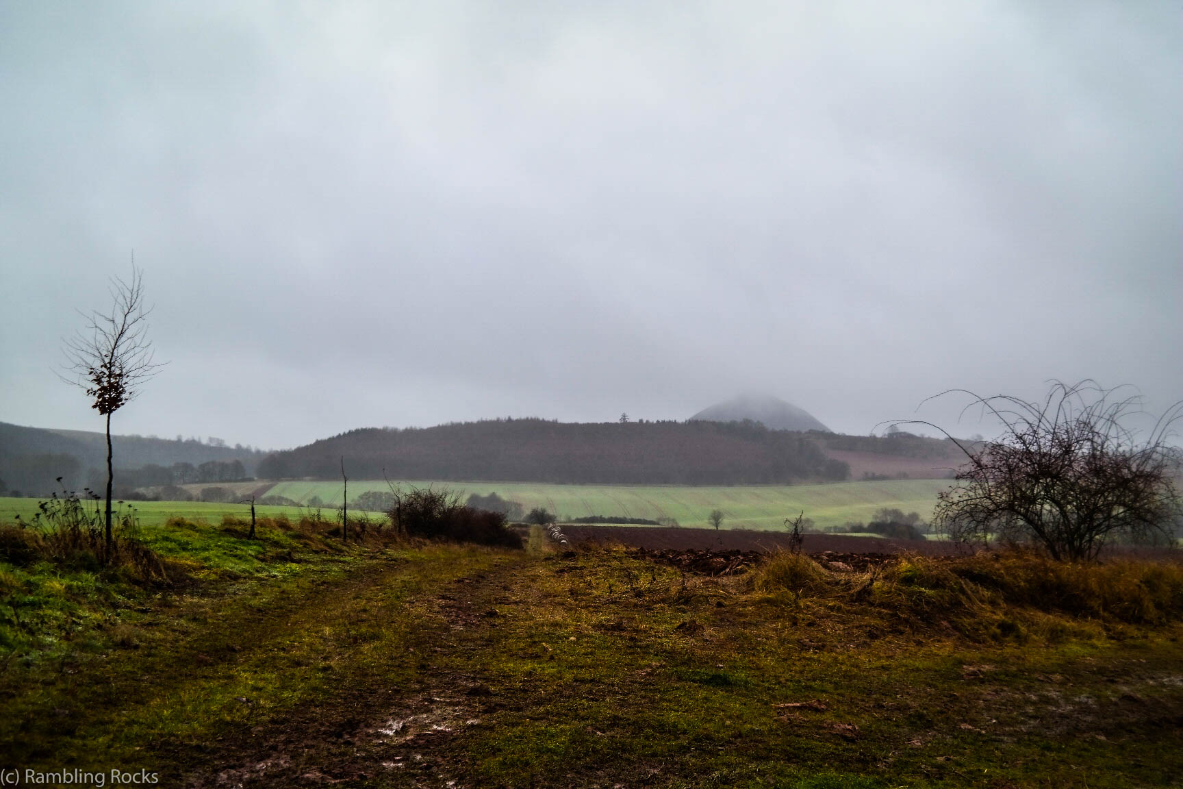 Blick auf hohe Linde