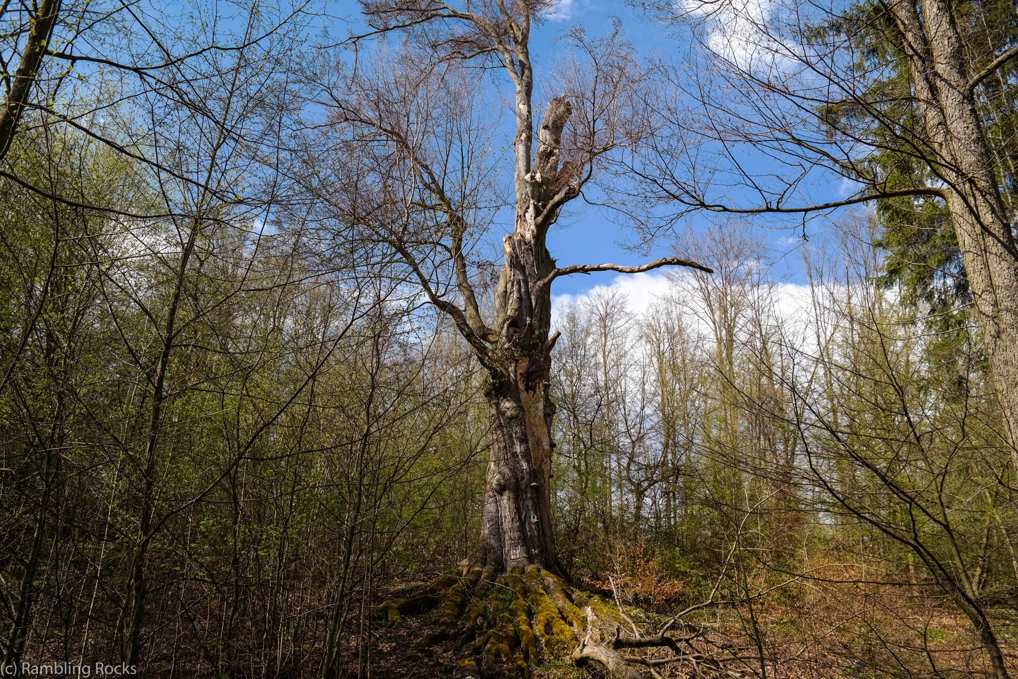 Baumdenkmal