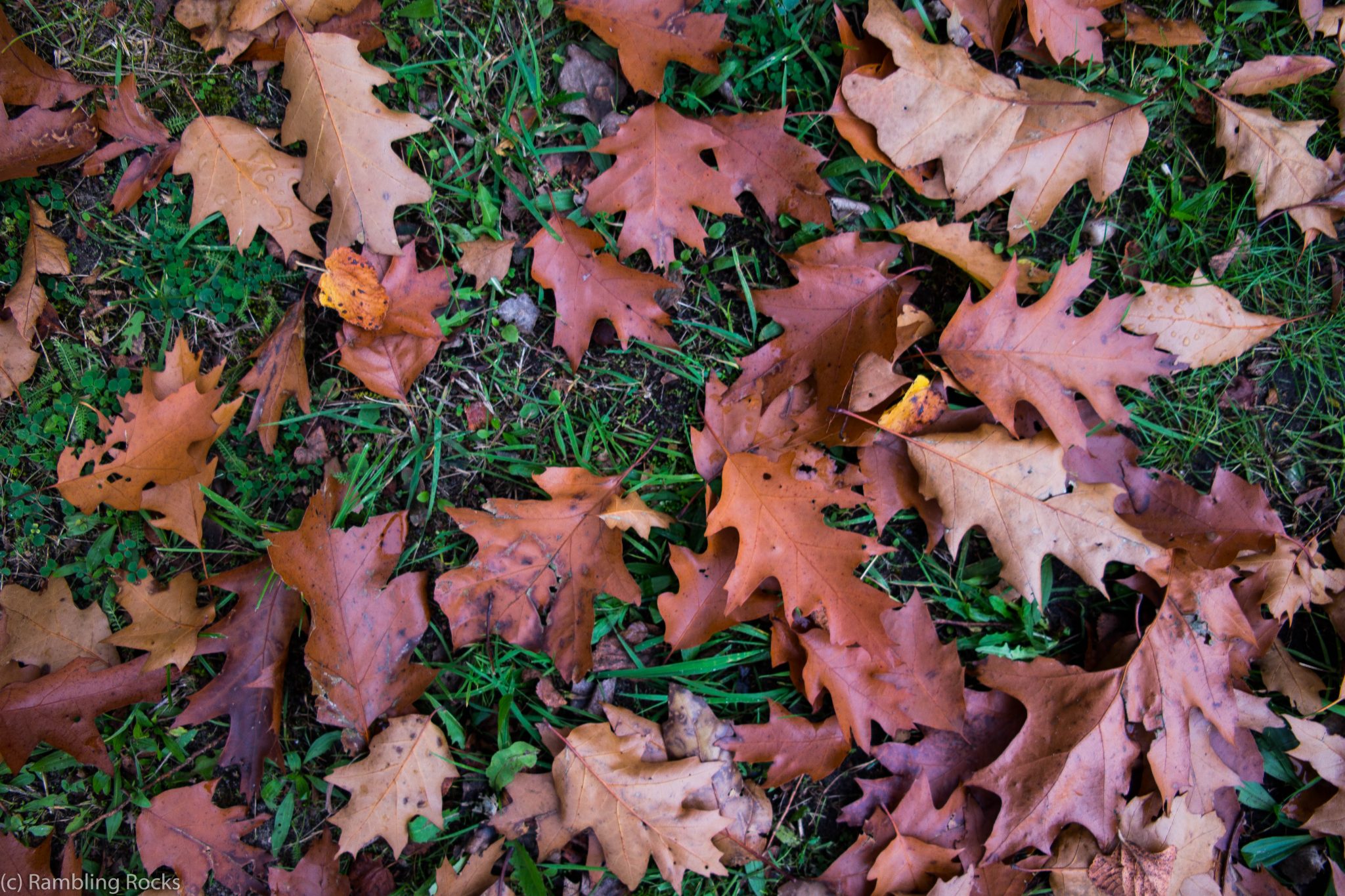 Blätter im Herbst