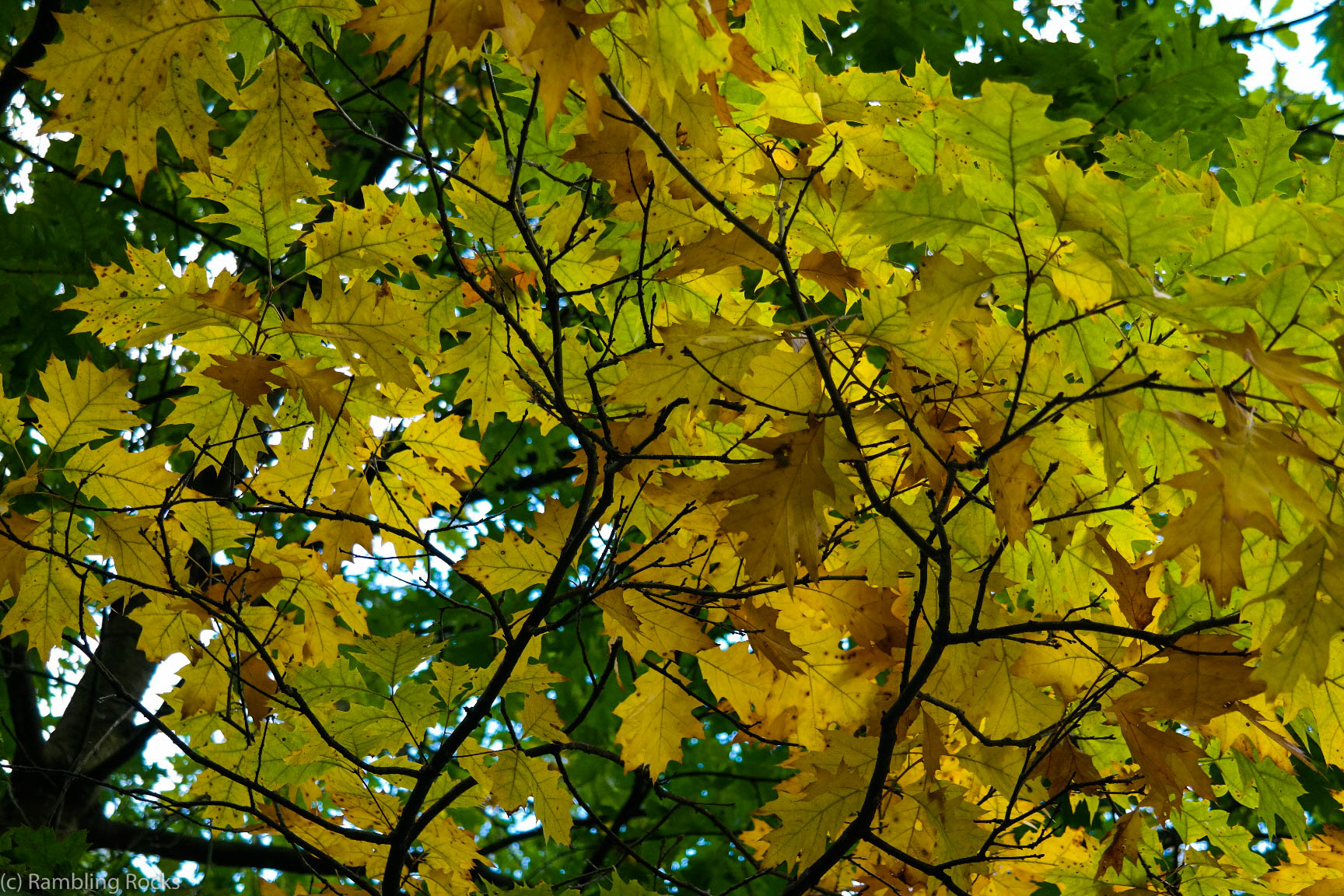 Herbstbäume