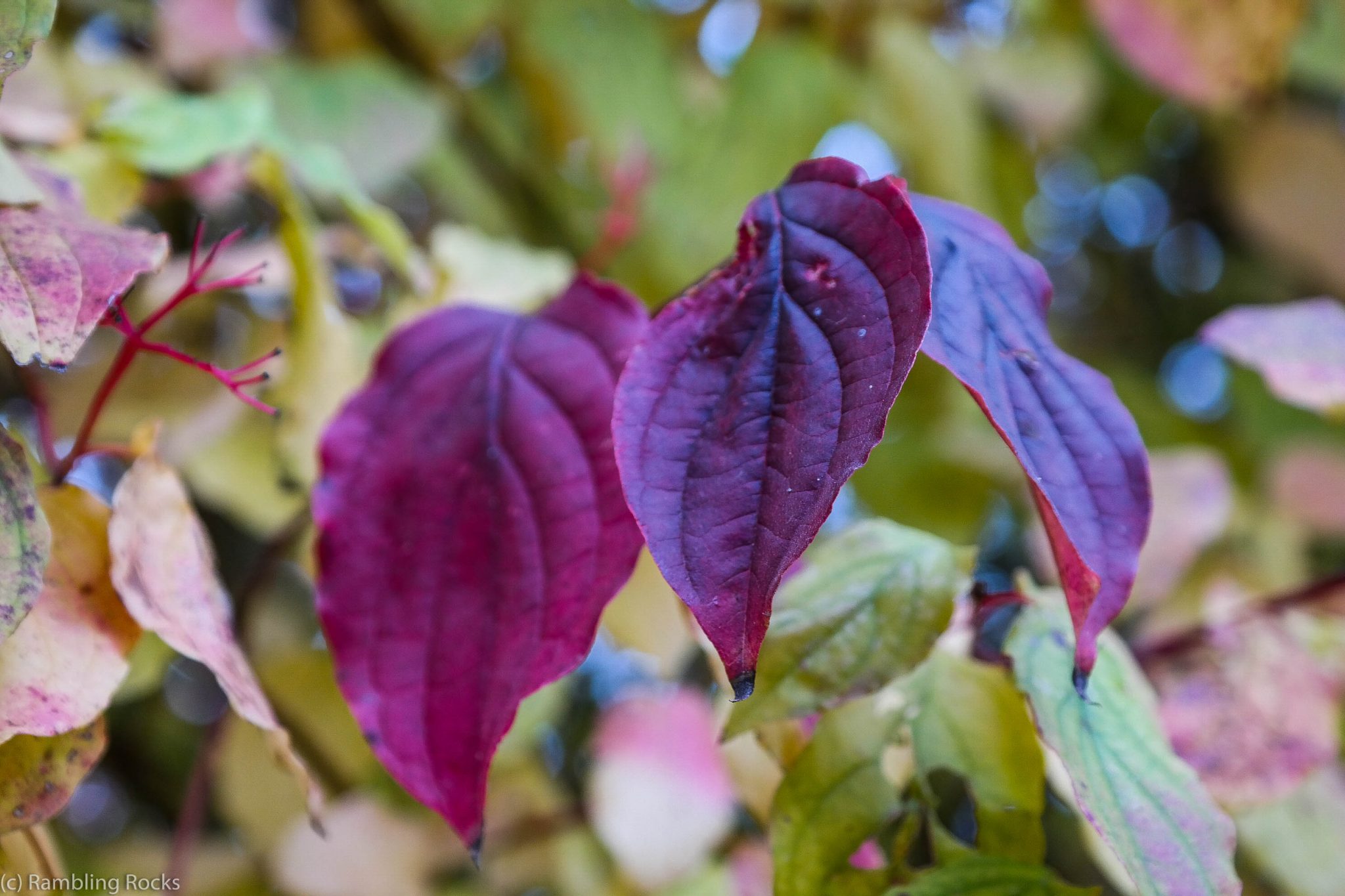 Blaues Blatt