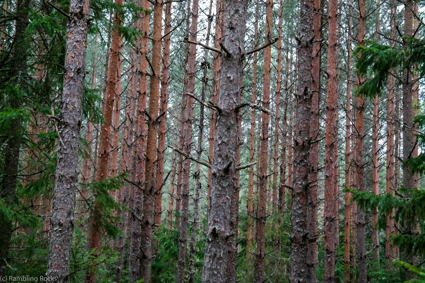 Kiefernwald Finnland