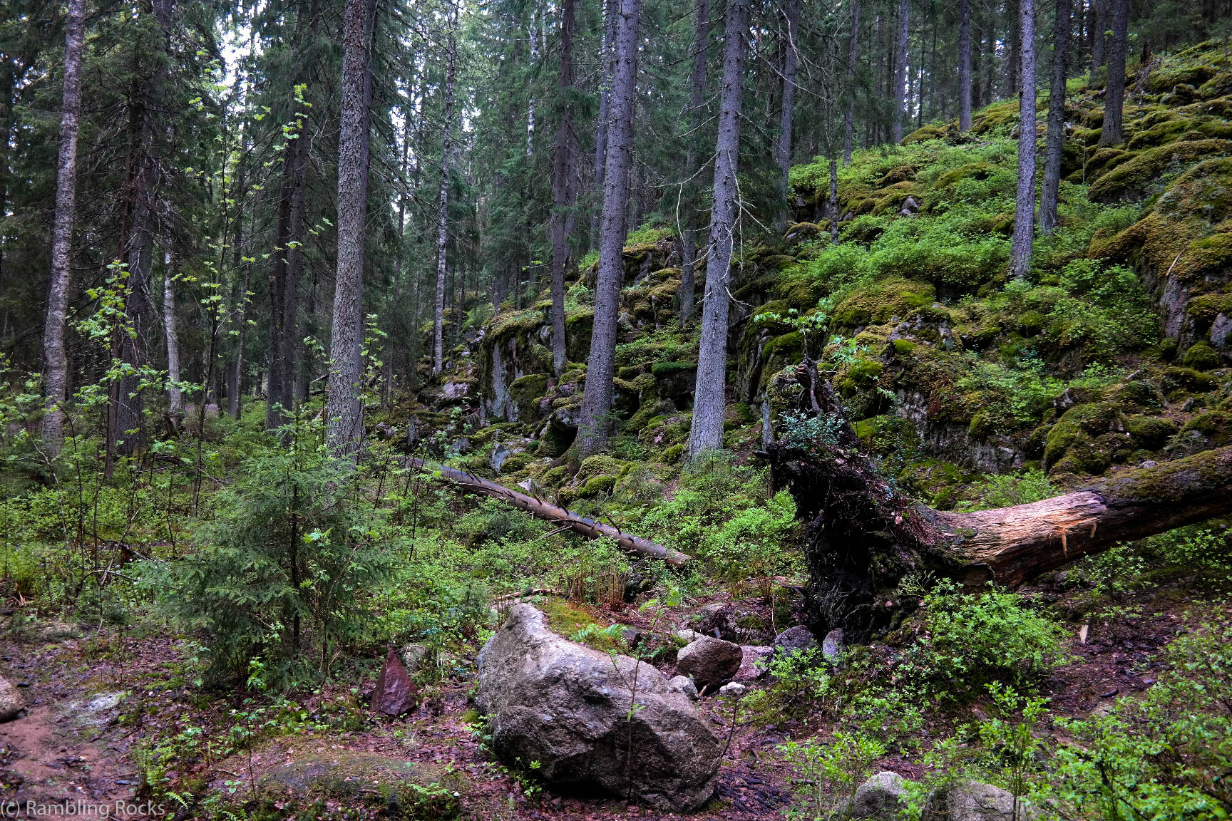Wald von Nuuksio