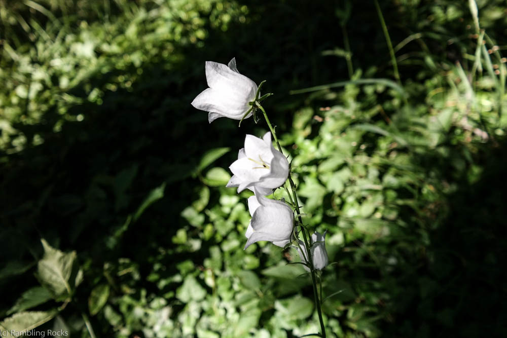 Pfirsichblättrige Glockenblume