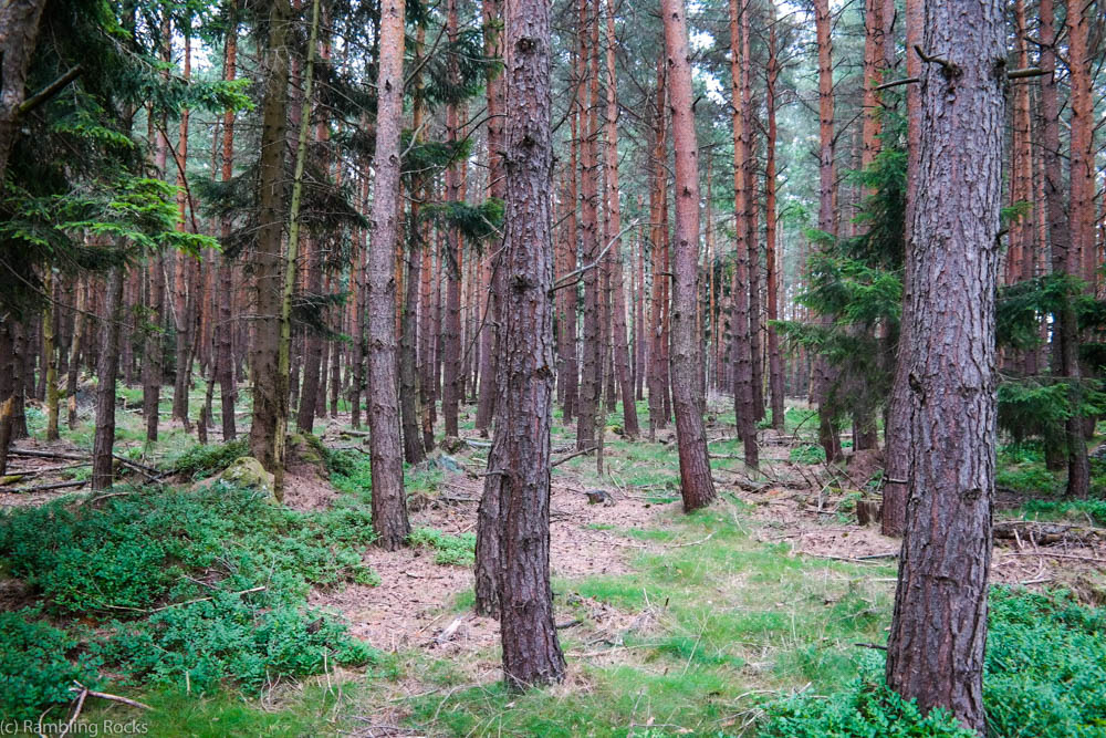 Nationalpark Harz