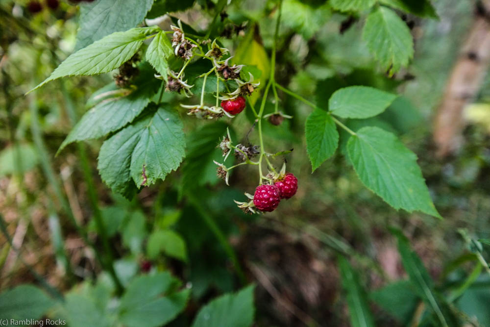 Wald-Himbeeren