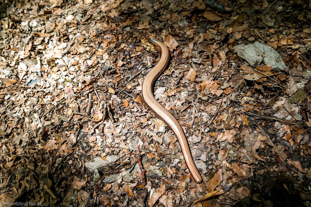 Blindschleiche Bodetal