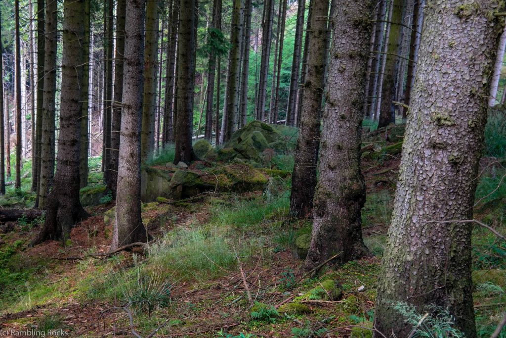 Wald von Ilsenburg