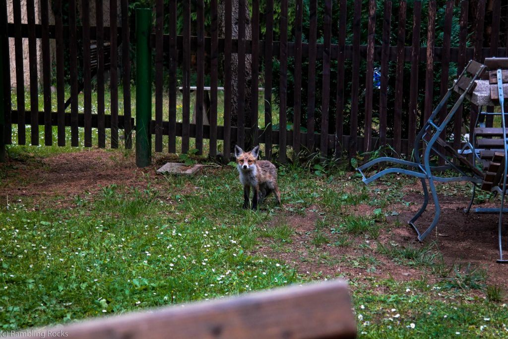 Fuchs bei Gasthof