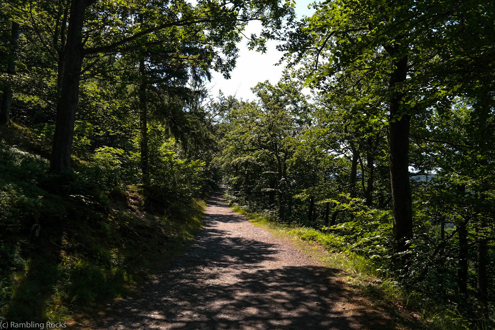 Waldweg im Harz