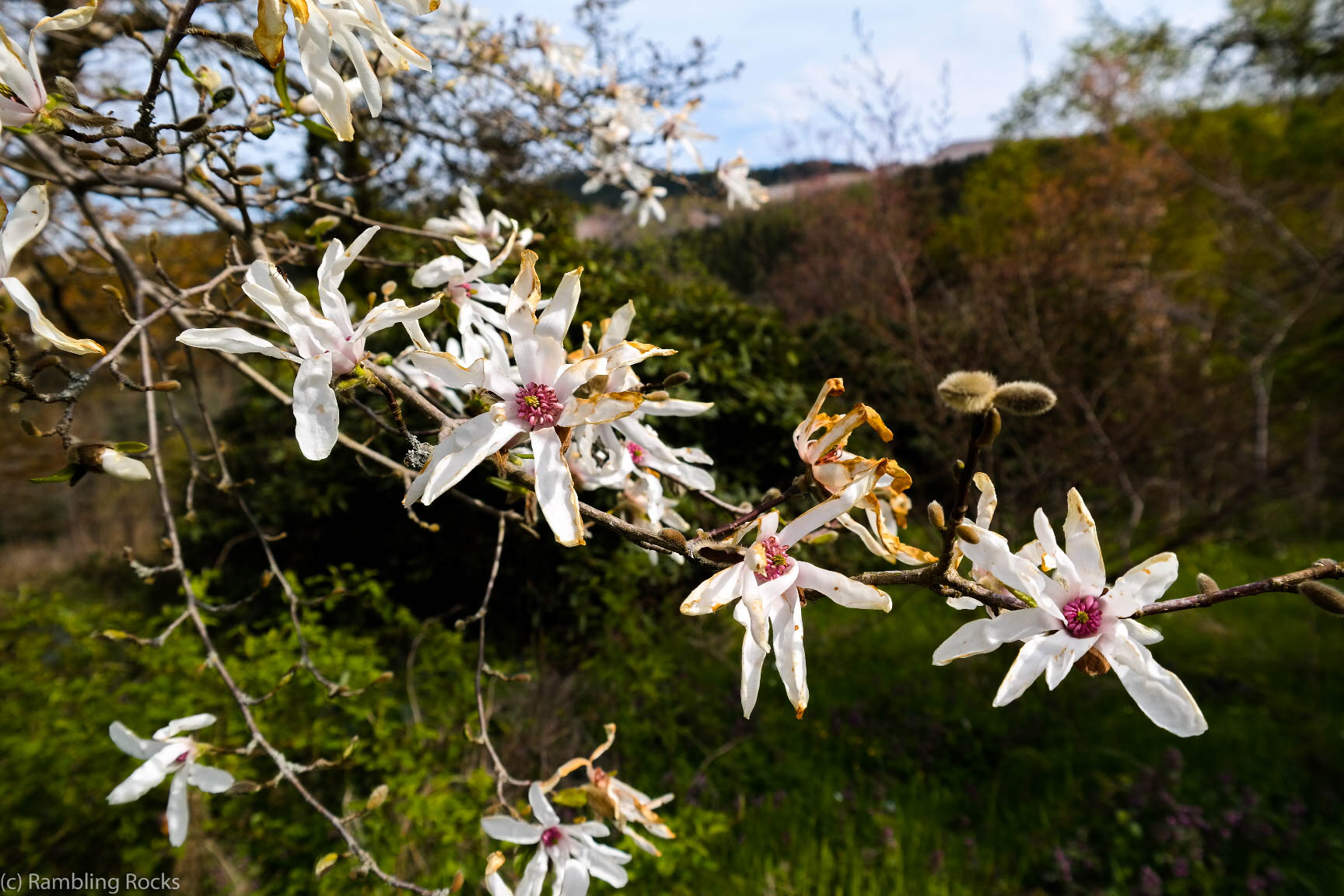 Magnolien