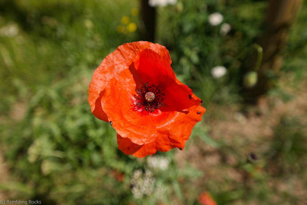 Klatschmohn