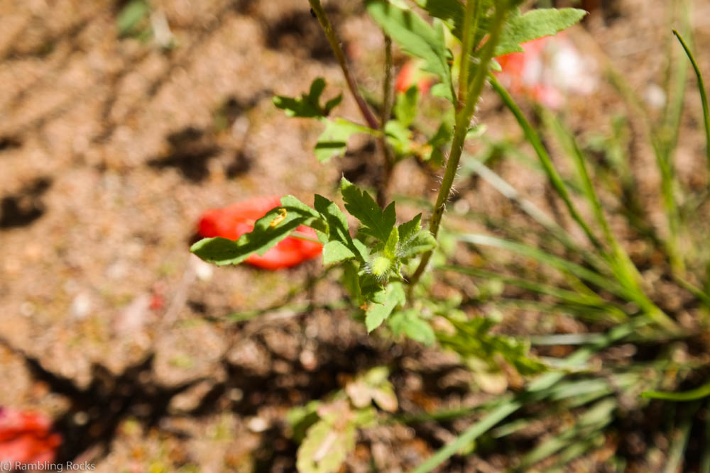 Blatt von Klatschmohn