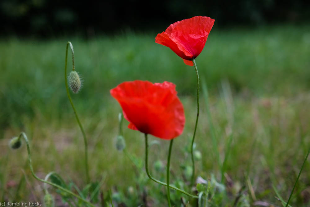 Klatschmohn