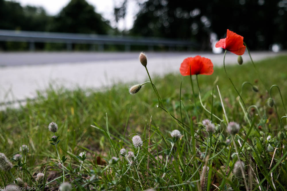 Klatschmohn Wegesrand