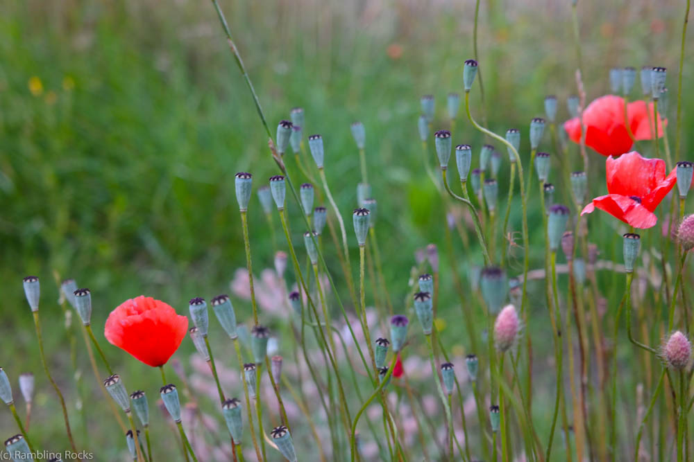 Klatschmohn