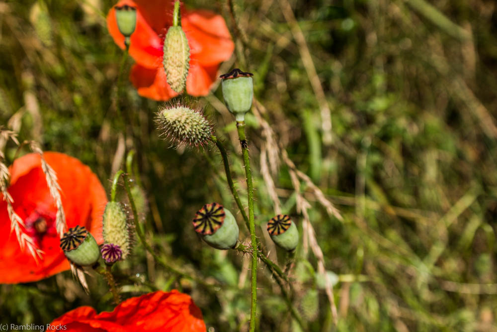 Klatschmohn