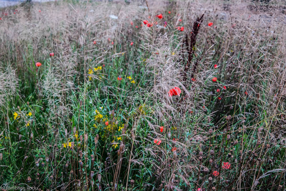 Klatschmohn Wiese