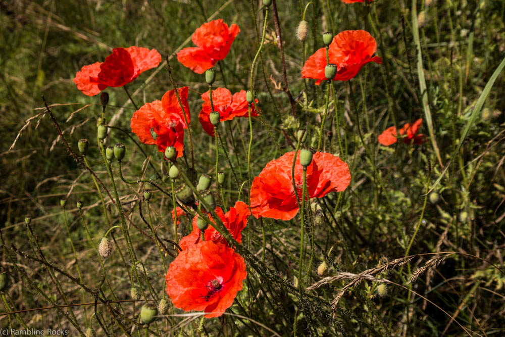 Klatschmohn