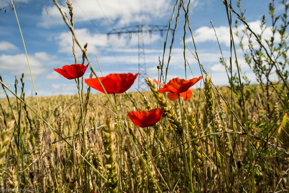 Klatschmohn Acker