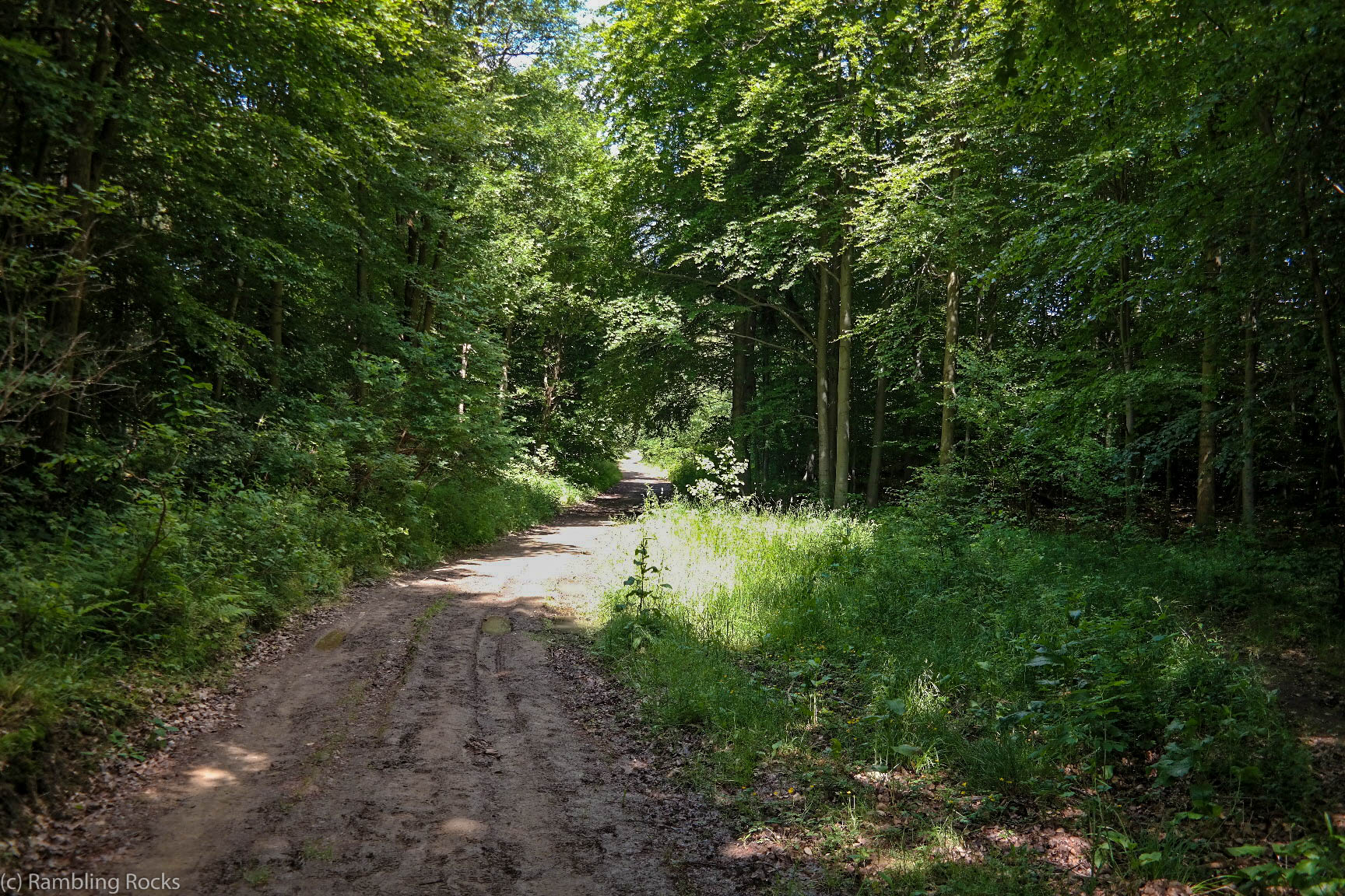 Waldweg im Bodetal