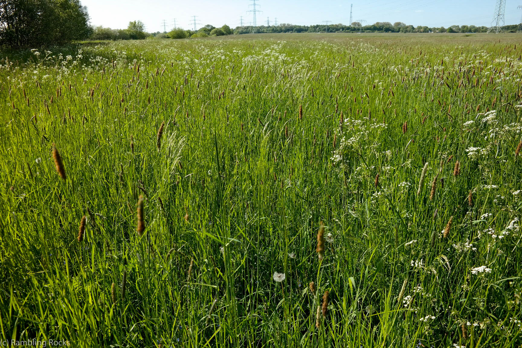 Wiese Siebendörfer Moor