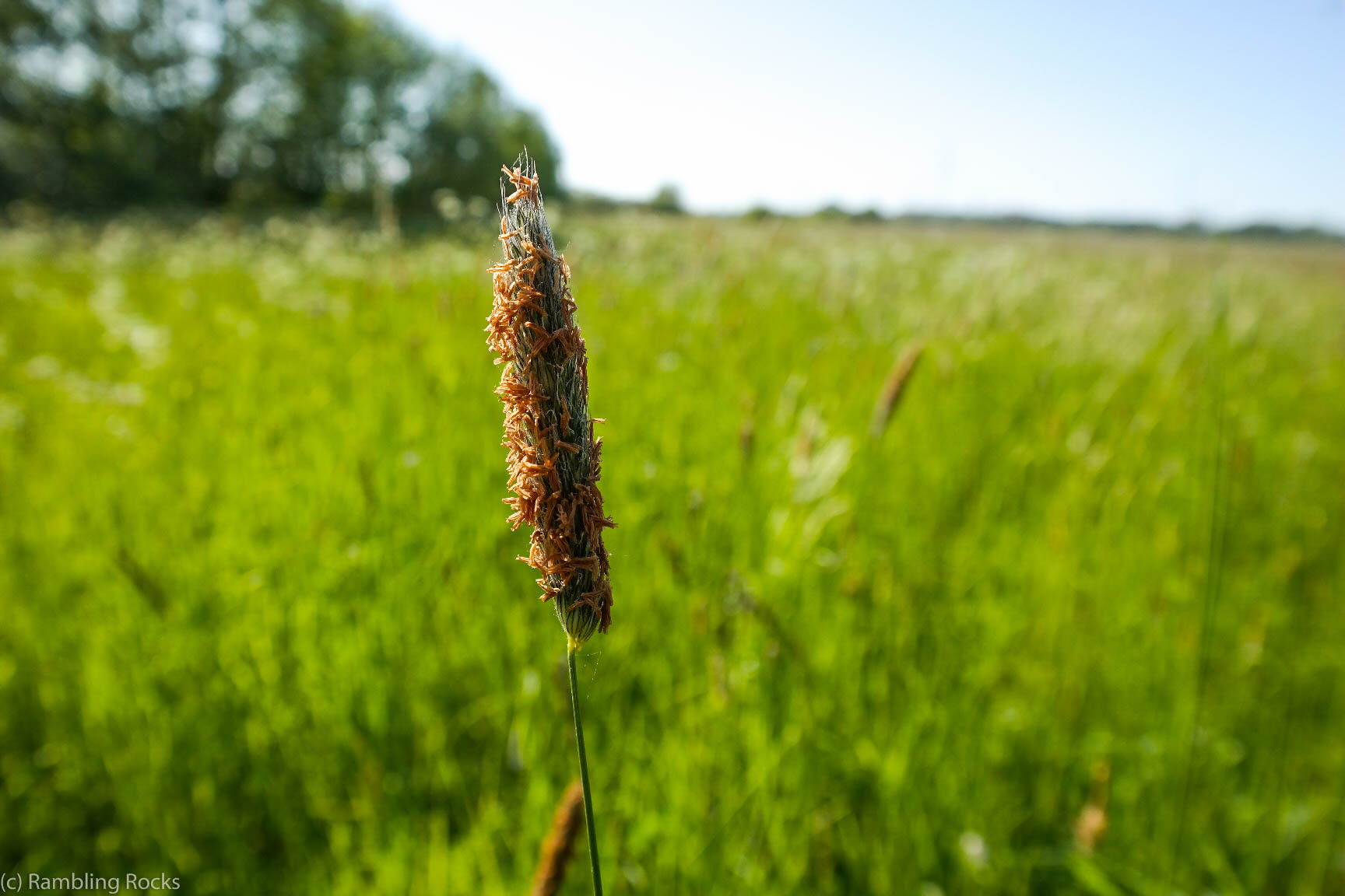 Wiesenfuchsschwanz