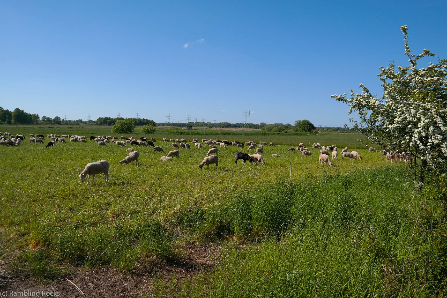 Siebendörfer Moor Schafe