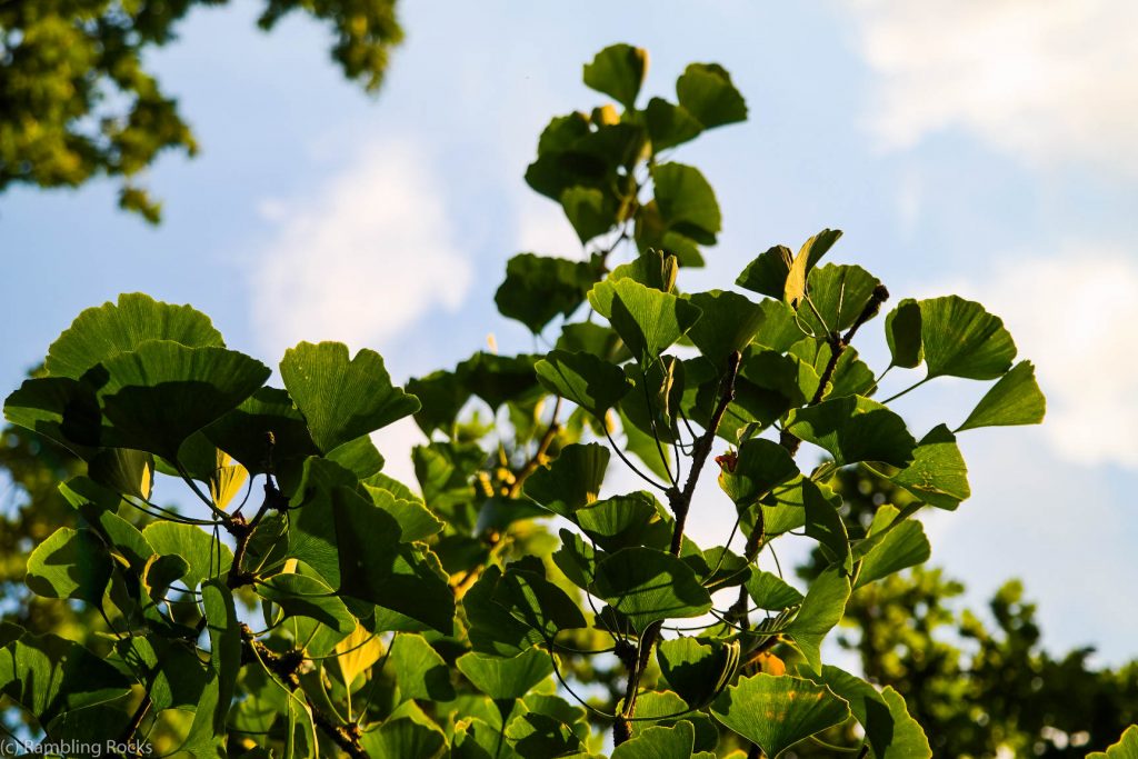 Gingko-Baum